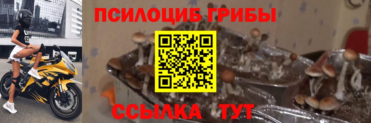 Галлюциногенные грибы Psilocybe Новозыбков