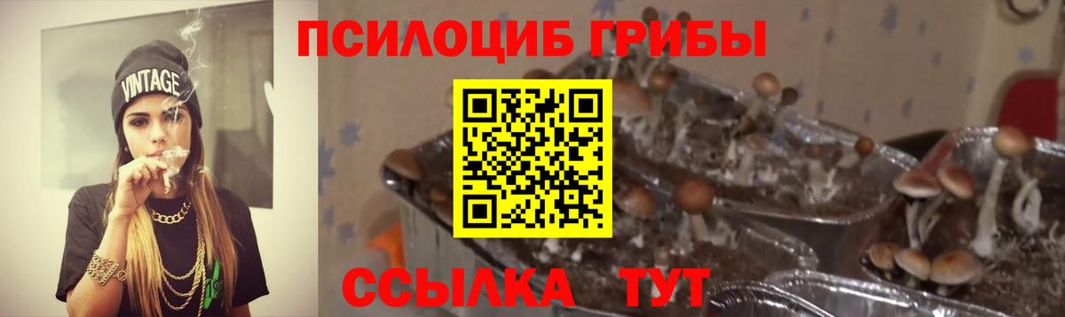 сколько стоит  Вход с VPN  Новозыбков  Галлюциногенные грибы Magic Shrooms 